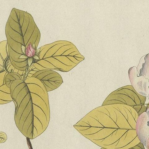 Antique Botany Print of a Quince Tree by Plenck, 'circa 1790', close-up 1