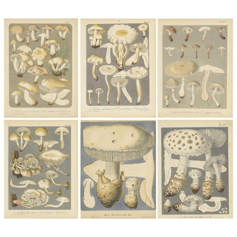 Set of 6 Antique Mycology Prints of Various Fungi by Barla, circa 1890