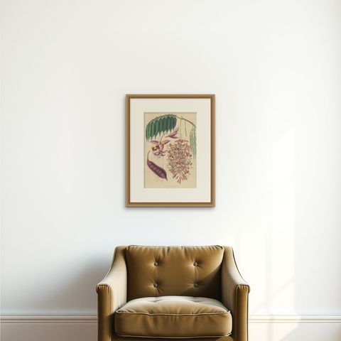 Antique Botany Print of the Amherstia Nobilis by Van Houtte, 1849, shown framed on a wall, true to size