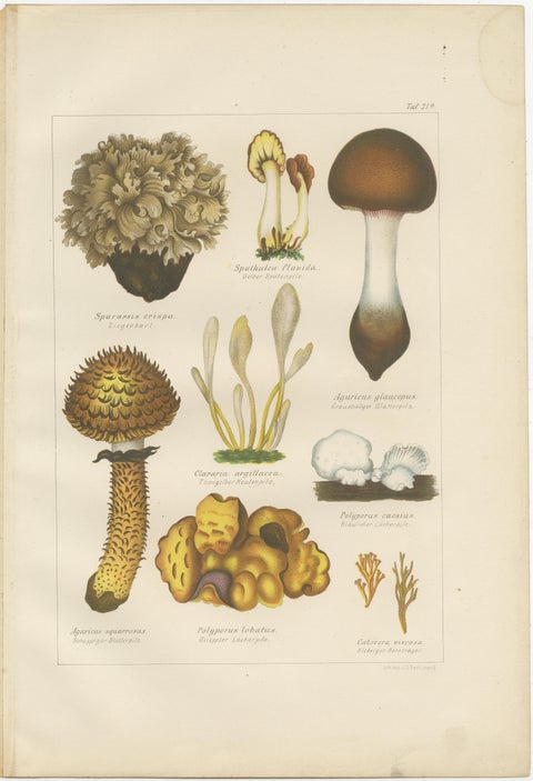 Set of 6 Antique Mycology Prints of the Common Stinkhorn & Other Mushrooms, 1875, view 5