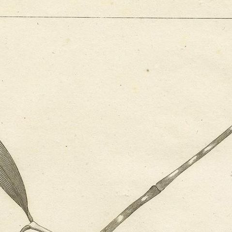 Antique Print of the Mangrove Apple Plant by Symes, '1800', close-up 1