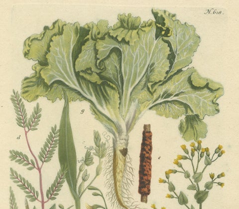 Botanical Splendor: Laburnum and Florae in 18th Century Etching, 1748, close-up 3