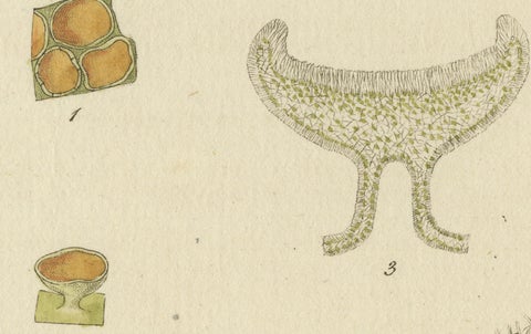 Engraving of Common Orange Lichen, Parmelia parietina, Published in 1819, close-up 2