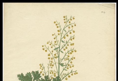 Antique Botanical Print of Artemisia Absinthium or Wormwood, ca.1821, close-up 2