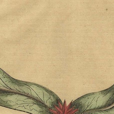 Botanical Engraving of Arrowhead from Munting’s 1696 Herbal Collection, close-up 4