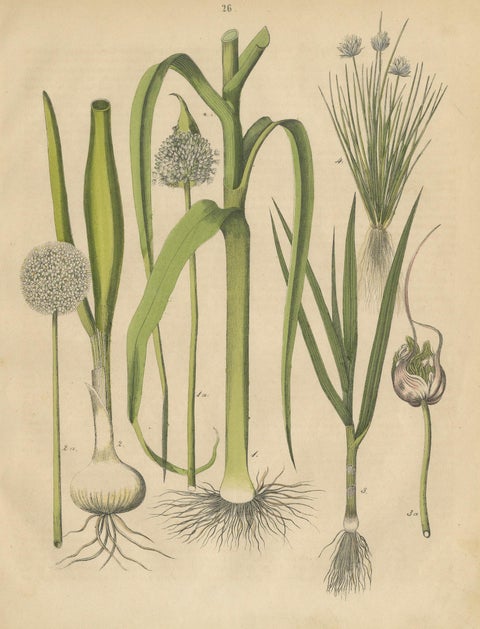 Antique Onion and Leek Botanical Print, Kitchen Garden Study, 1852, close-up 1