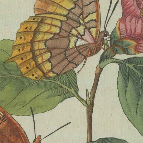 Original Antique Print of a Flower & Butterflies, Beautiful Hand Coloring, 1800, close-up 2