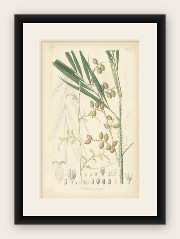 An Original Antique Palm Illustration of the Calamus Melanoloma, 1847, shown framed