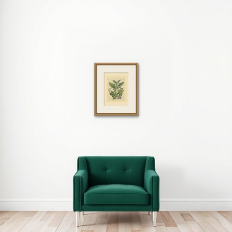 1852 Botanical Lithograph of Atropa Belladonna (Deadly Nightshade), shown framed on a wall, true to size