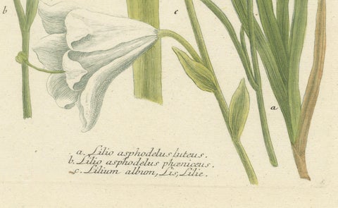 Hand-colored Mezzotint Engraving of a Lily from Johann Weinmann's Work, 1748, close-up 2