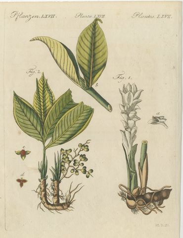 Zedoary and Grains of Paradise Spice Plants, Antique Bertuch Print, circa 1805