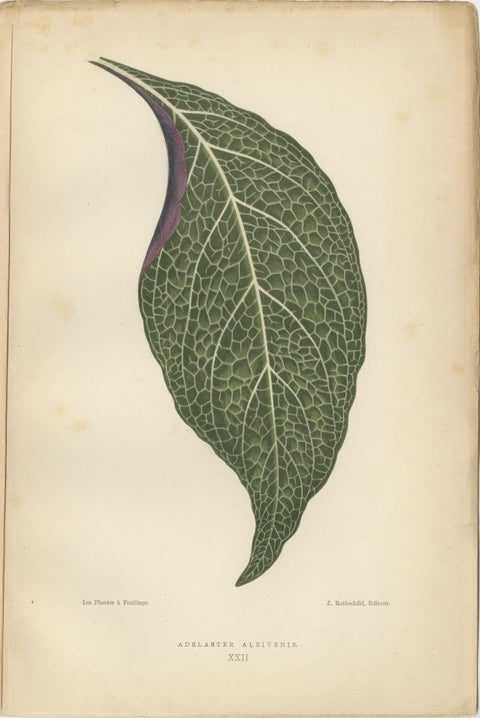 Verdant Variations: A Triptych of 19th Century Botanical Elegance, 1880, view 3