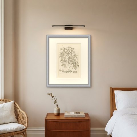 Aralia Pentaphylla Shrub with Flower and Fruit Details Lithograph, 1858, shown framed on a wall, true to size