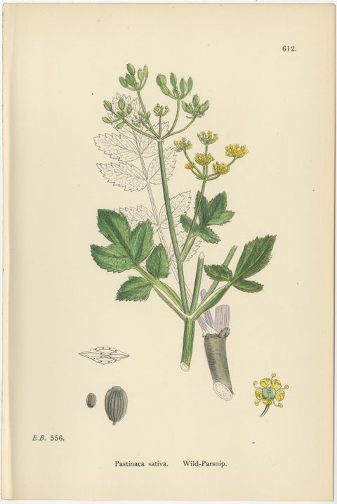 Four Antique English Botanical Herb Prints, Elegant Green Umbellifers, 1902, view 8