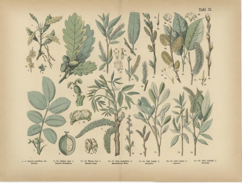 Antique Botanical Prints Set, German Flora & Orchids Atlas, Stuttgart 1885, view 6
