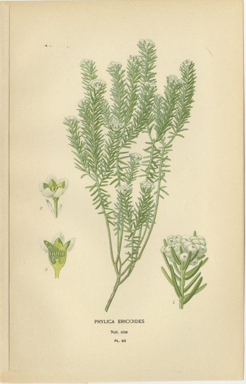 Blossoms of Elegance: A Triptych of 1896 Botanical Art, view 2