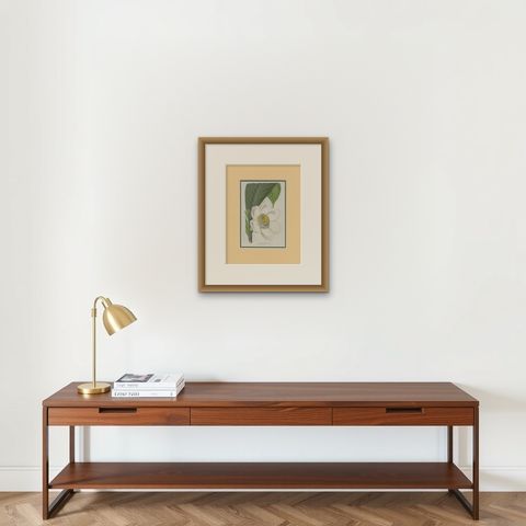 Antique Botany Print of the Gustavia Insignis by Van Houtte 'c.1845', shown framed on a wall, true to size