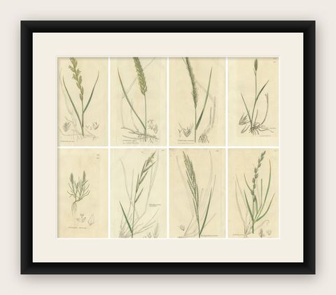 Set of 8 Antique Botanical Engravings of Wheat, Barley and Ryegrasses, c.1830, shown framed