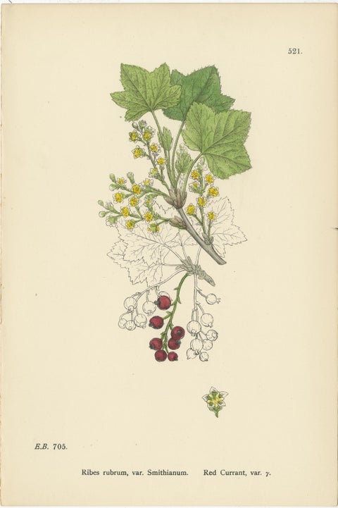 Hand-Colored Botanical Engravings of Red and Black Currant Varieties, 1902, view 2