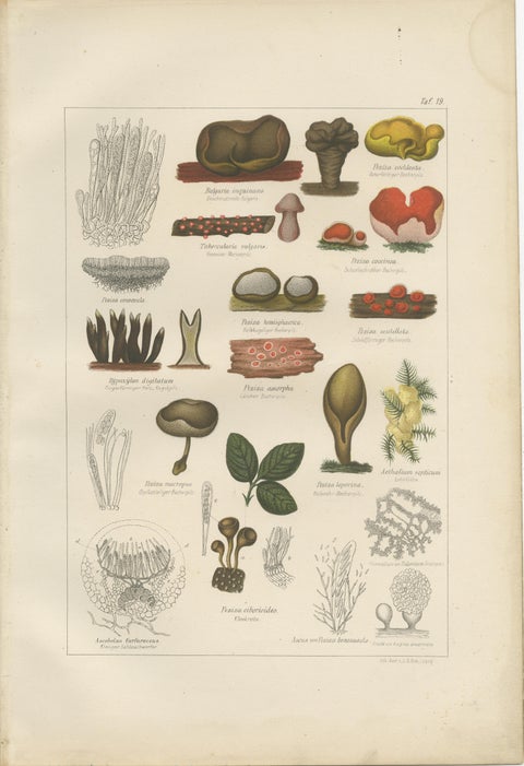 Set of 6 Antique Mycology Prints of the Common Stinkhorn & Other Mushrooms, 1875, view 8