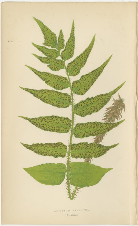 Antique Hand-Colored Fern Prints, Aspidium Species, 19th Century Botanical Art, view 4