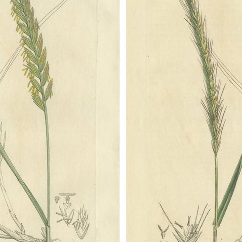 Set of 8 Antique Botanical Engravings of Wheat, Barley and Ryegrasses, c.1830, close-up 1