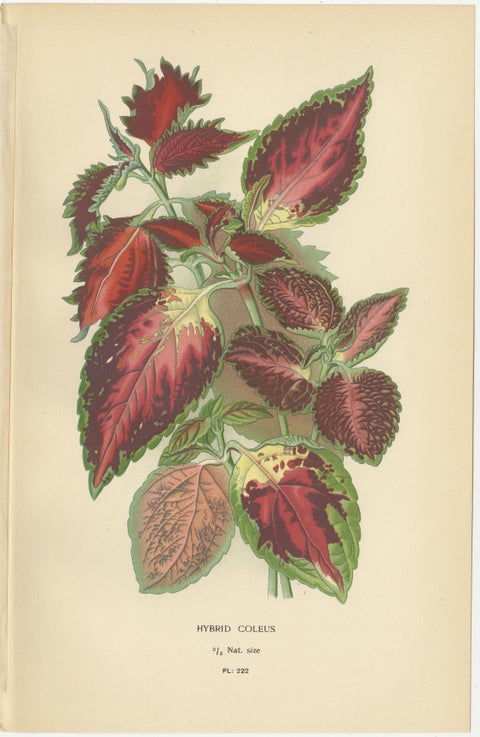 1897 Botanical Prints, Hybrid Coleus, Scarlet Sage, and Spotted Dead Nettle, view 2