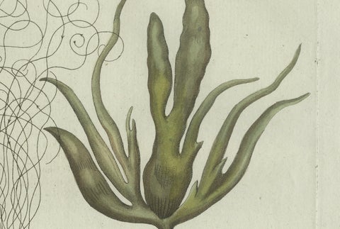 Original Antique Botanical Print of Two Remarkable Seaweeds by Bertuch, 1802, close-up 2