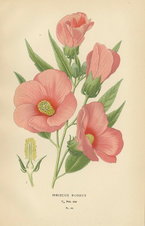 Floral Masterpieces: A Collection of 19th-Century Horticultural Art, 1896, close-up 3