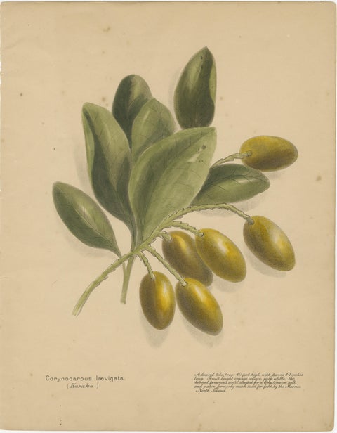 New Zealand Botanical Fruit Studies, Set of Three Lithographs, 1890, view 4