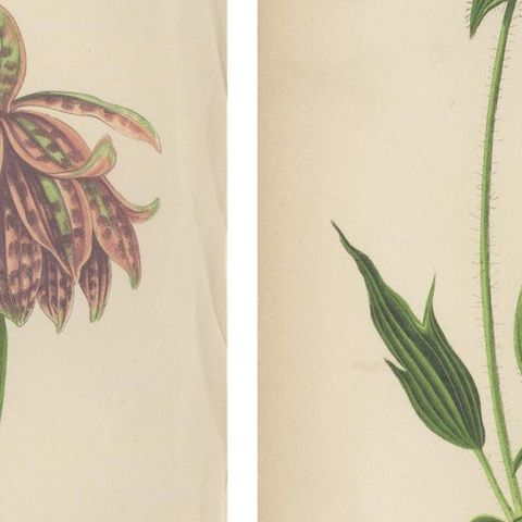Alpine Botanical Prints of Alpine Blue Gilia and Purple Poppy Mallow, 1874, close-up 5