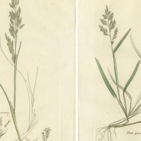 Set of 8 Antique Botanical Prints, Poa Grasses: Meadowgrass & Bluegrass ca.1830, close-up 1