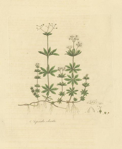 Antique Botany Print of Galium Odoratum by Curtis, circa 1817, view 4