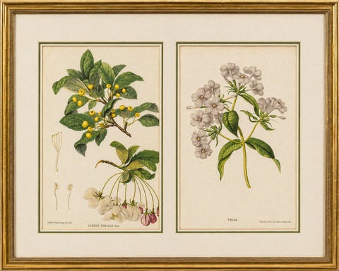 Pair Antique Botanical Lithographs, Sorbus Toringo & Phlox, 1856