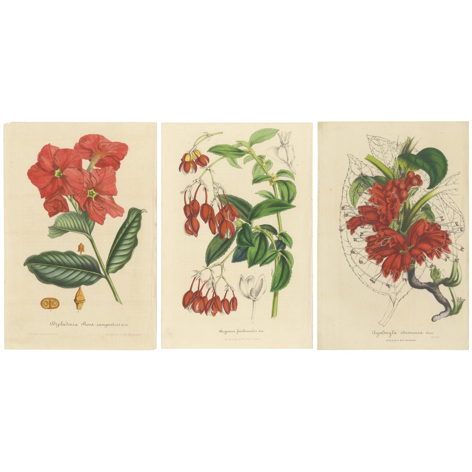 Exquisite Botanical Illustrations from Curtis’s Botanical Magazine (1847)