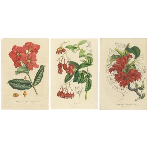 Exquisite Botanical Illustrations from Curtis’s Botanical Magazine (1847)
