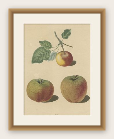 Antique Print of Pomme d'Api, Padly's Pippin and Bigg's Nonsuch Apples, shown framed