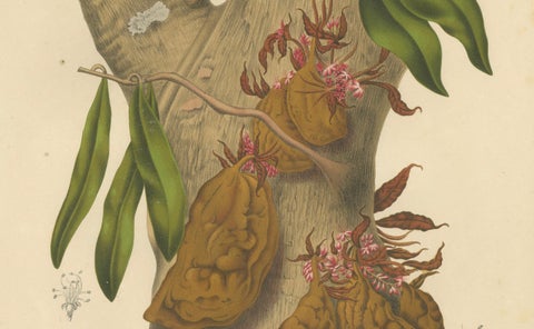 Original Antique Botanical Chromolithograph of Namnam Tree, c. 1880, close-up 2