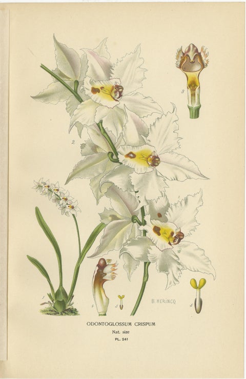 Set of 3 antique orchid lithographs, Lycaste, Odontoglossum & Oncidium, 1897, view 3