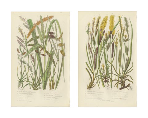 Maidenhair and European Bristle Ferns, Hand-Colored Engravings, 1873, view 4