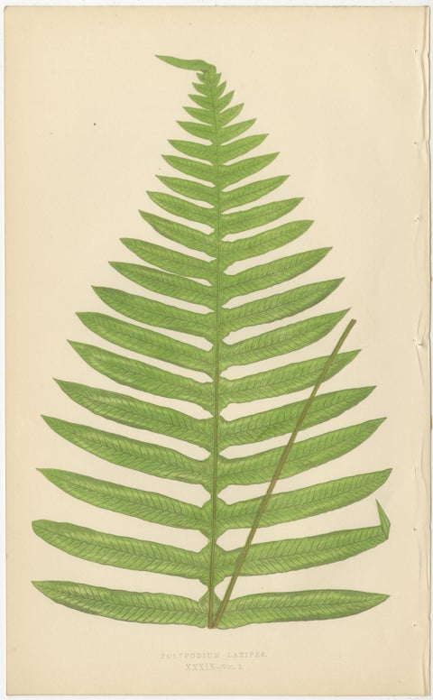 Collection of 10 Original Antique Tropical Fern Lithographs by E.J. Lowe, 1856, view 2