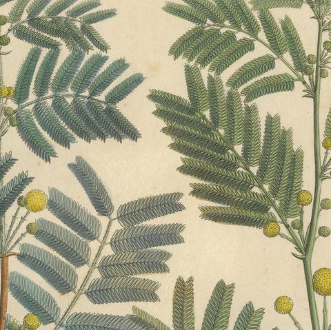 Antique Gum Arabic Botanical Print, Acacia Arabica & Acacia Vera, c.1831, close-up 6
