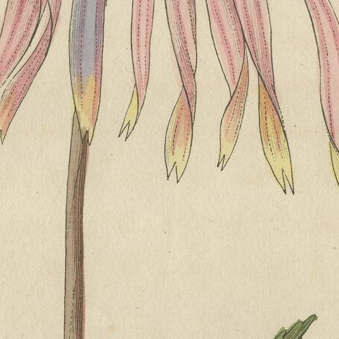 Purple Coneflower Echinacea, Antique Bertuch Print, circa 1810, close-up 4