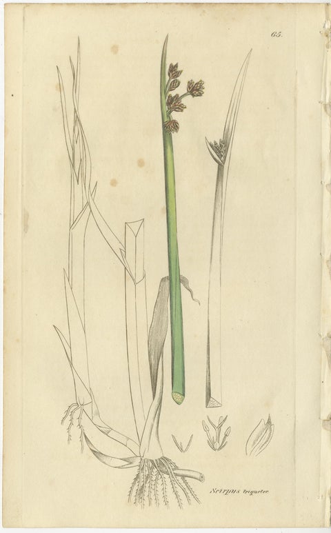 Set of 8 Antique Botanical Engravings of Bulrush, Cottongrass & Arrowgrass, 1830, view 2