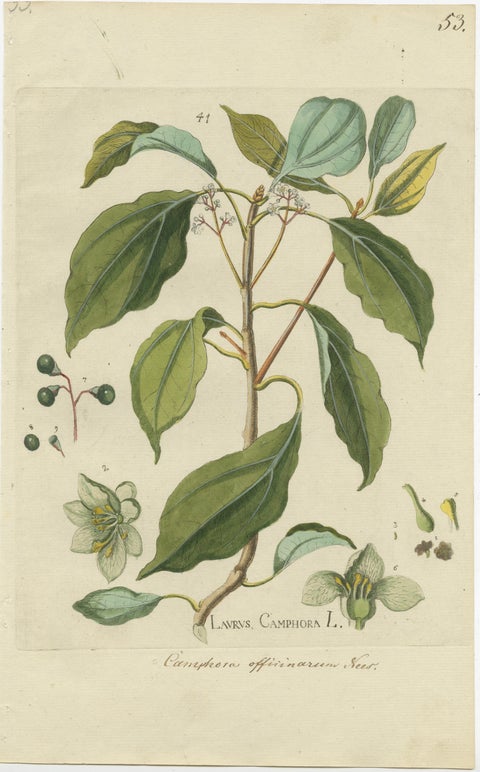 Set of 2 Antique Botany Prints, Laurus Camphora & Laurus Nobilis, view 2