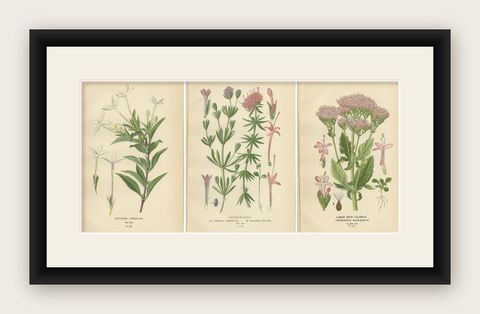 Antique Botanical Prints: Bouvardia Longiflora, Crossworts & Large Spur Valerian, shown framed