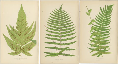 Antique Set of Three Botanical Fern Prints by E.J. Lowe (1868), Aspidium Series, view 5