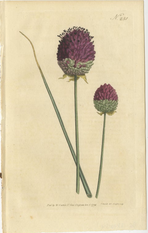 Set of 2 Antique Botany Prints, Sweet Scabious, Purple-Headed Garlic, view 4