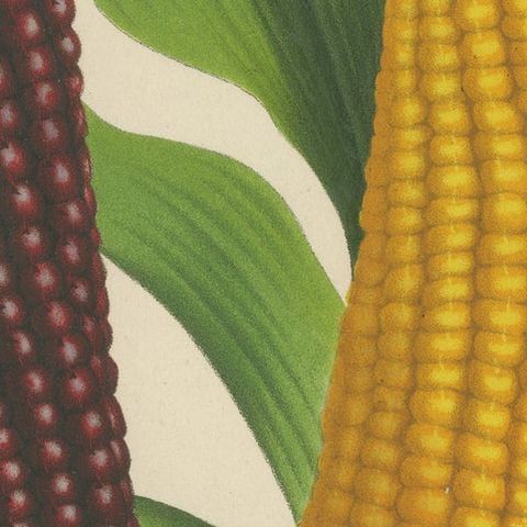 Vibrant Varieties: Showcasing Red and Yellow Maize in Botanical Art, c. 1875, close-up 6
