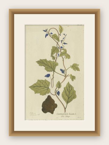 Convolvulus Jalapa Botanical Engraving, Icones Plantarum Medicinalium, 1788, shown framed